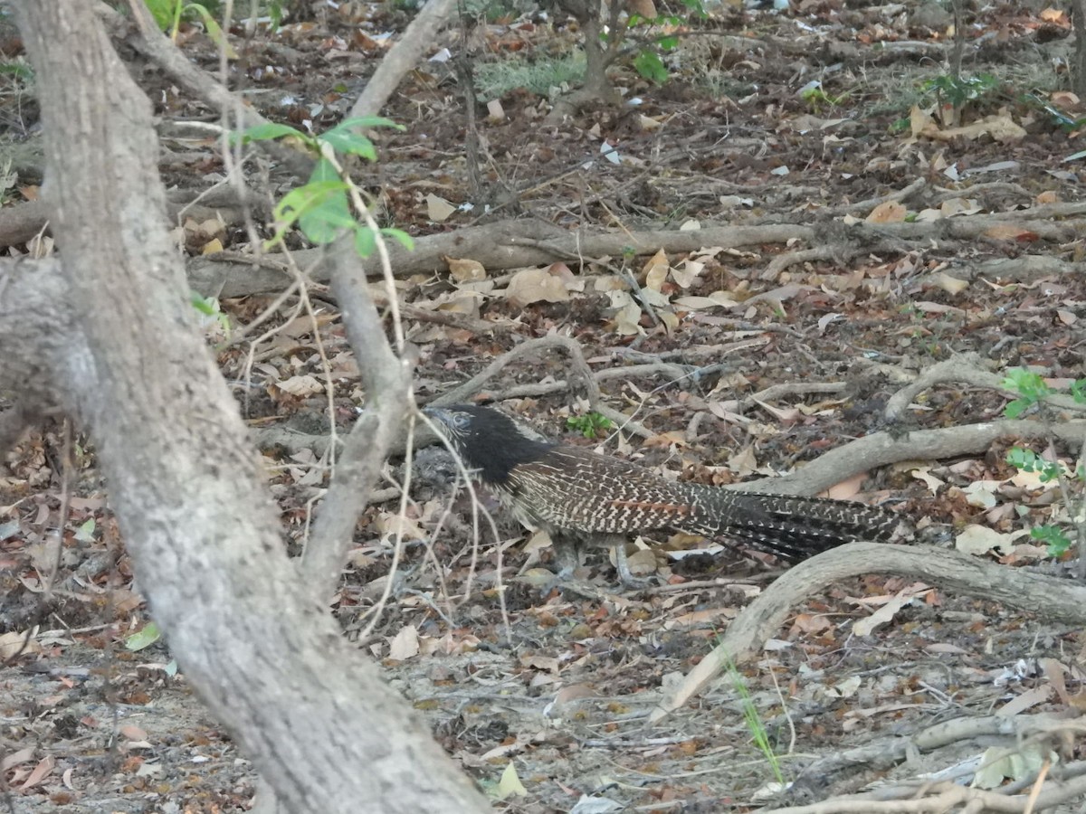 Pheasant Coucal - Sheryl Gracewski