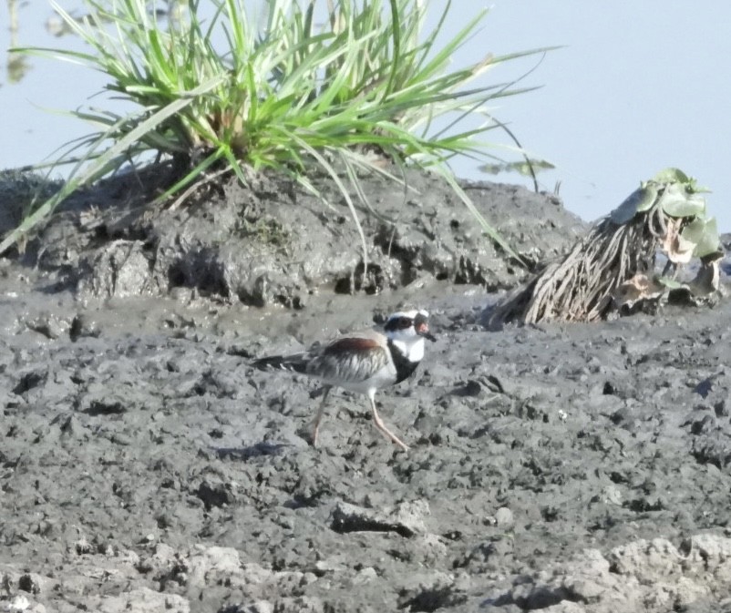 Black-fronted Dotterel - ML609482919