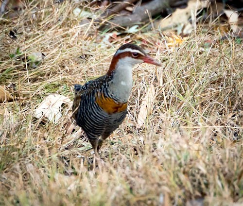 Buff-banded Rail - ML609482947