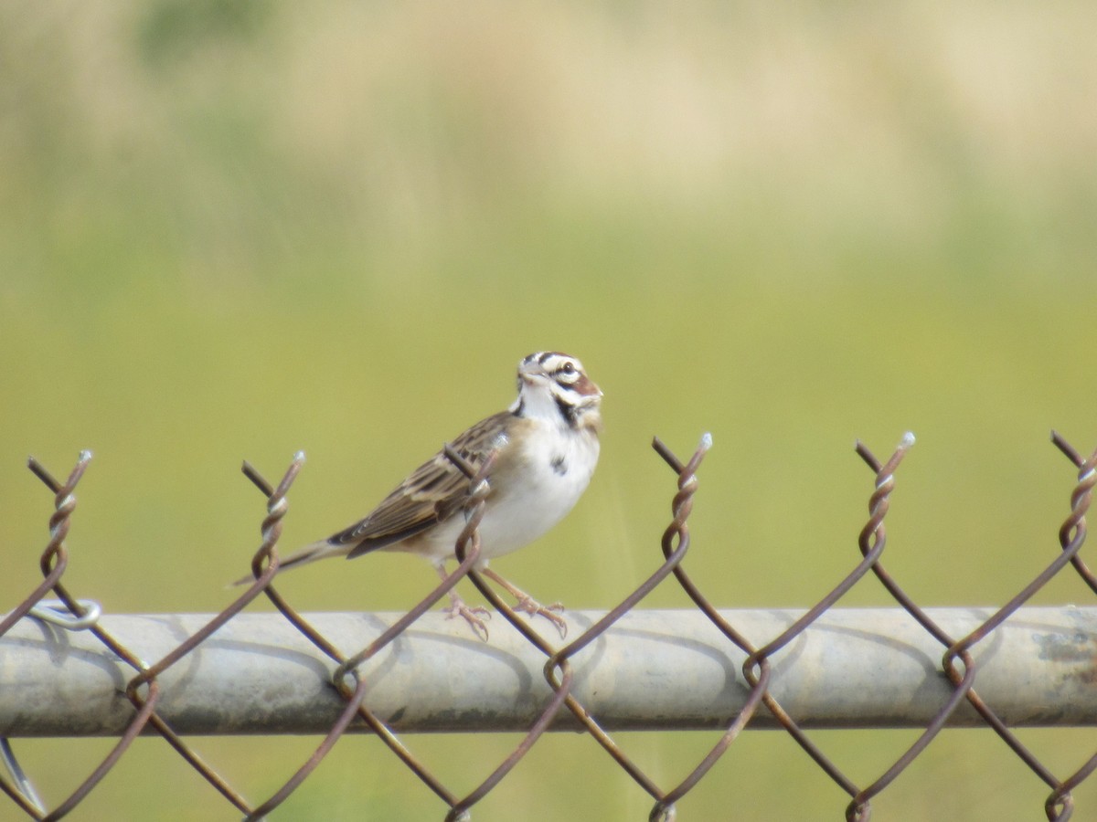 Lark Sparrow - Debra Halter