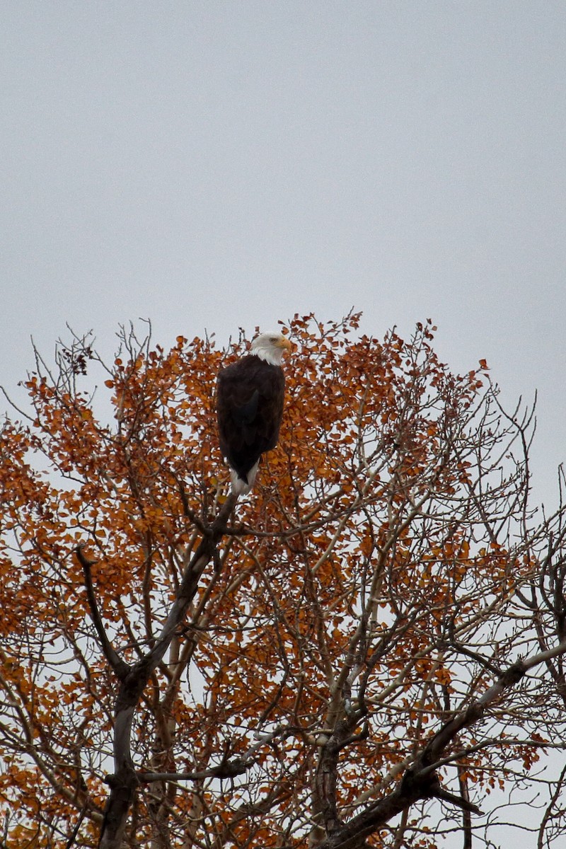 Bald Eagle - ML609483038