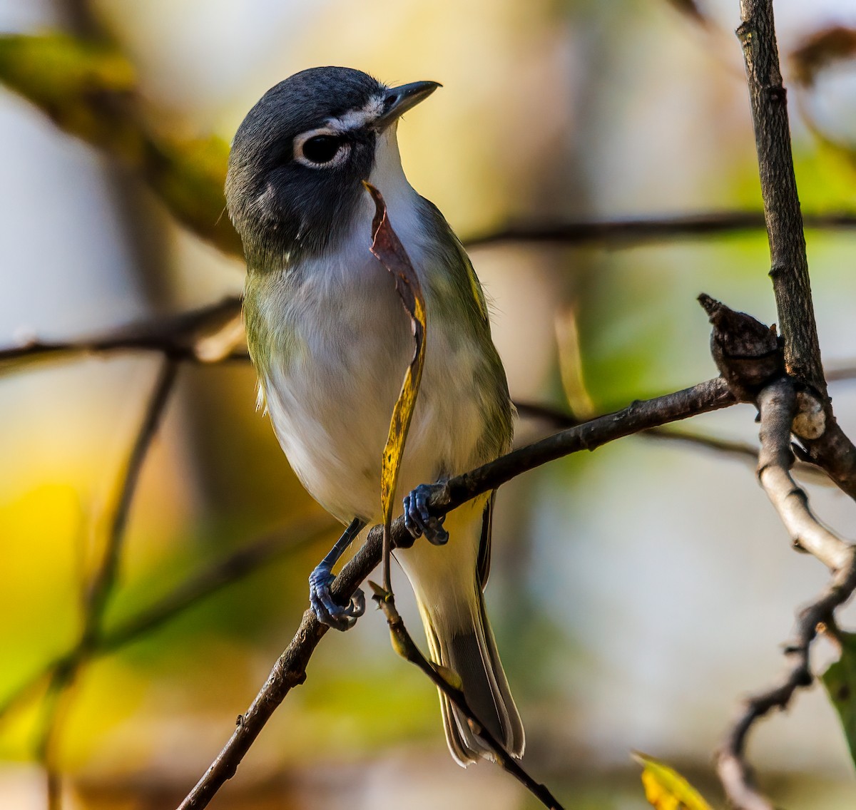 Blue-headed Vireo - ML609483053