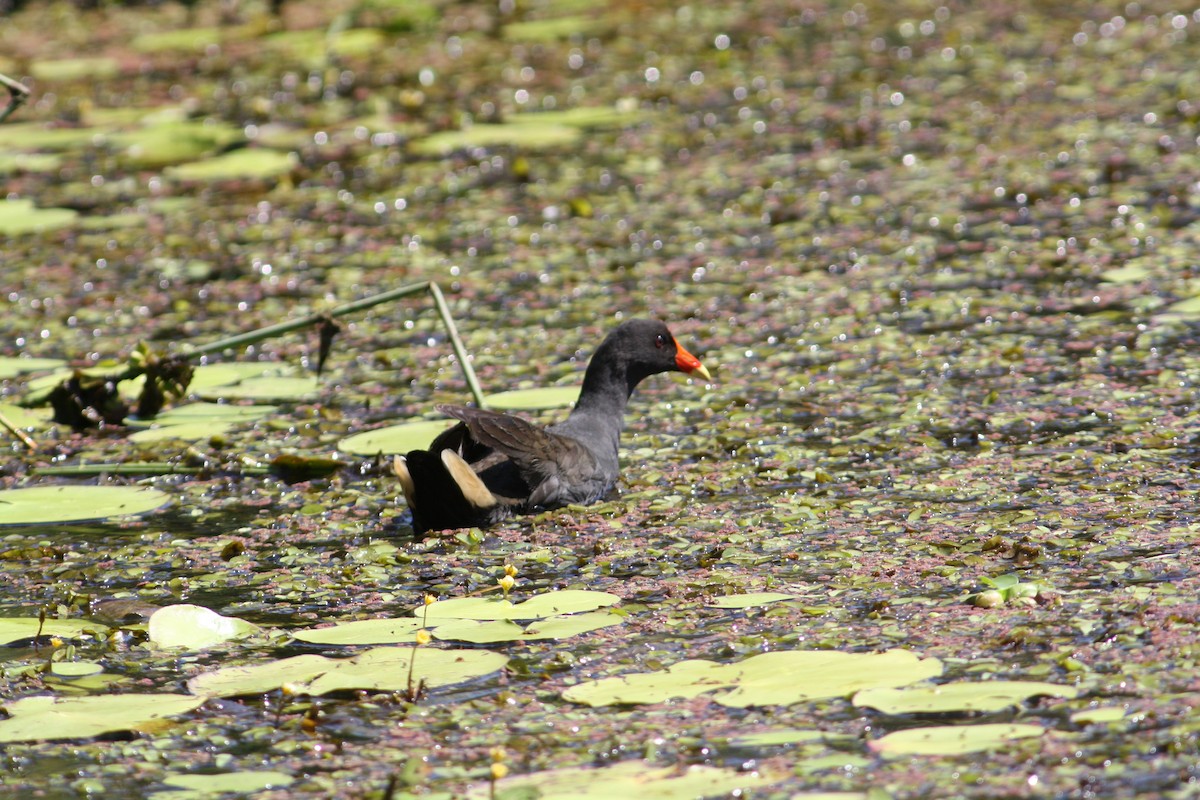 Dusky Moorhen - ML609483056