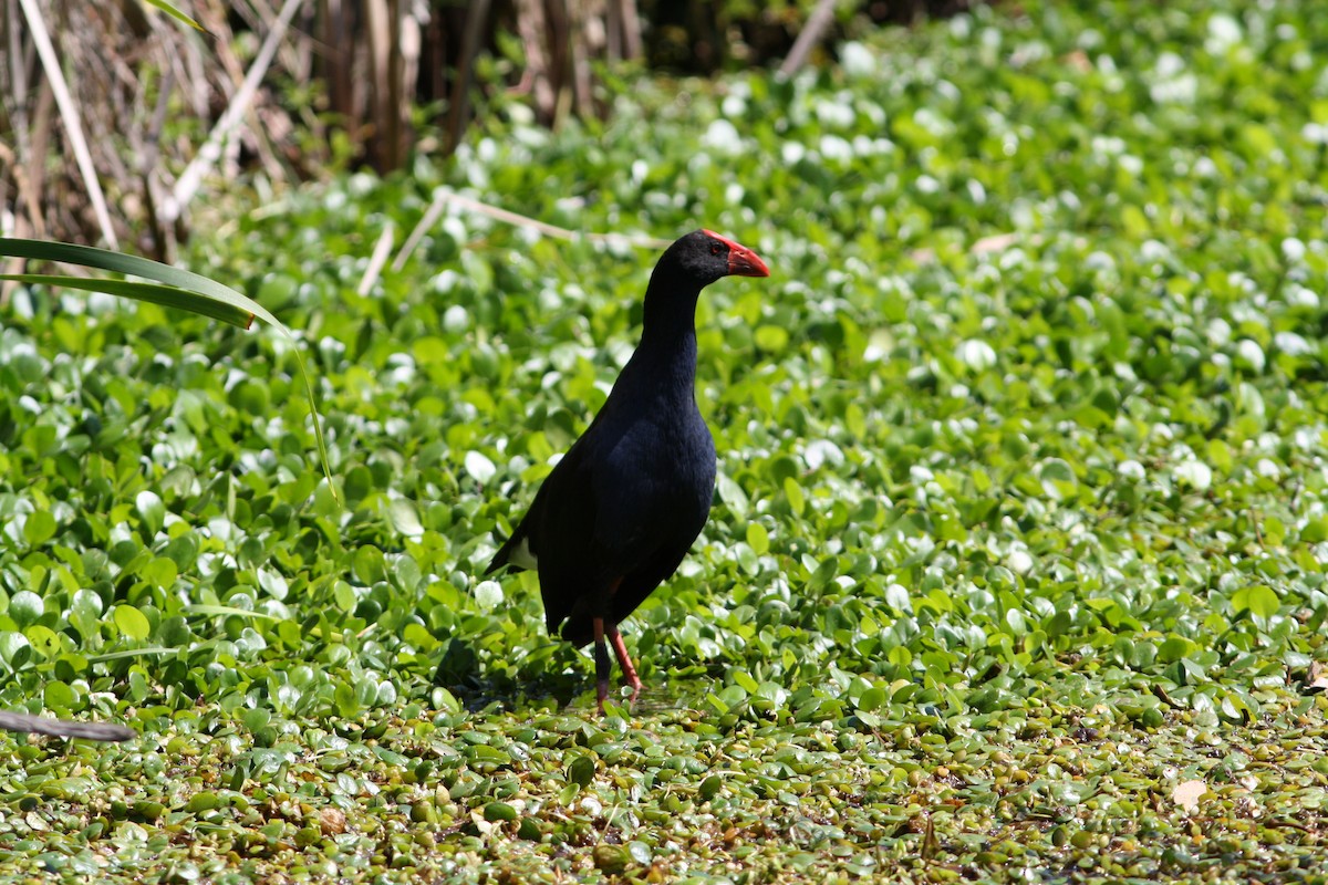 Australasian Swamphen - Roy  Durre