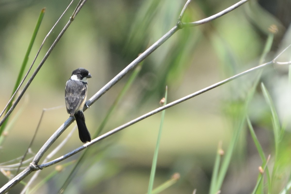 Cinnamon-rumped Seedeater - ML60948311