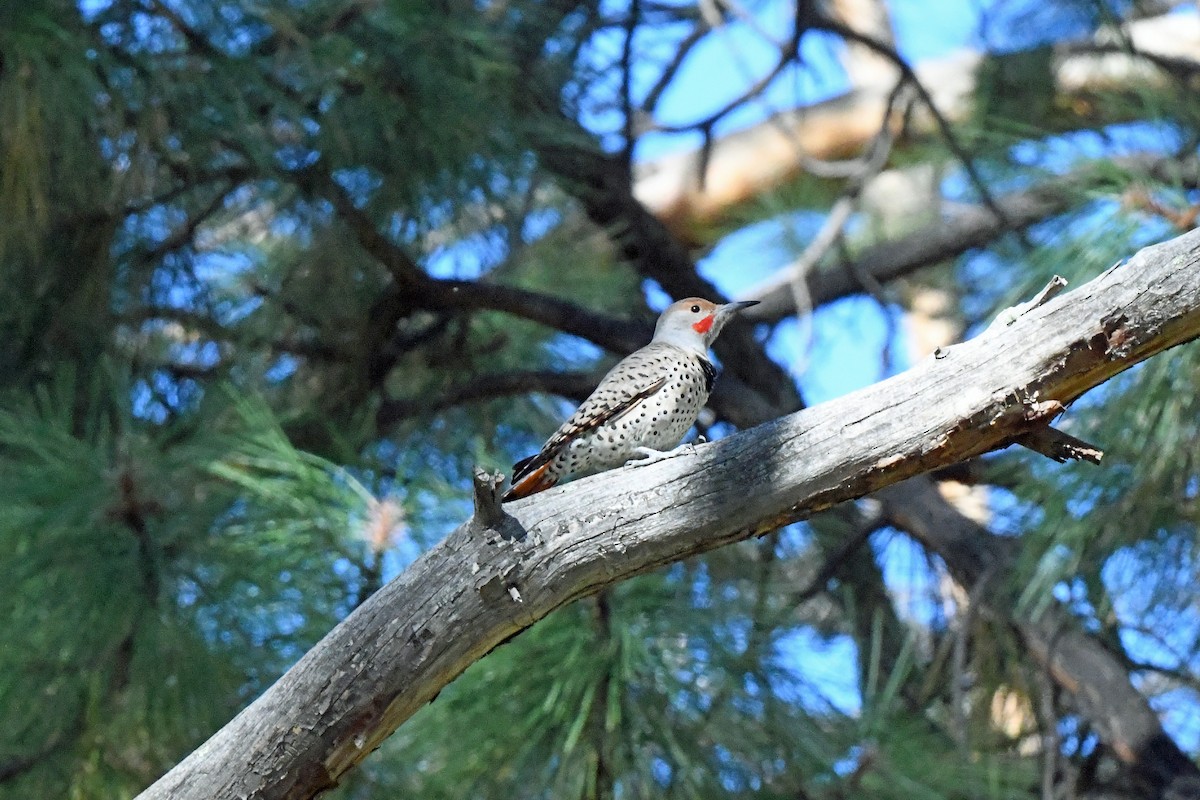 Northern Flicker - ML609483121