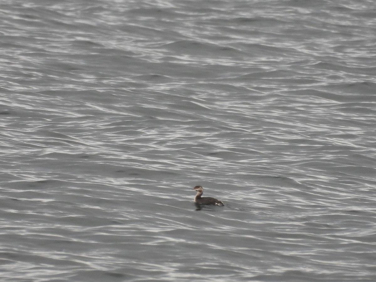 Horned Grebe - Suzy Wright