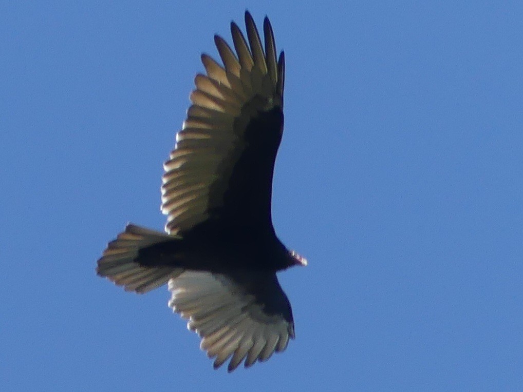 Turkey Vulture - Valerie Cid