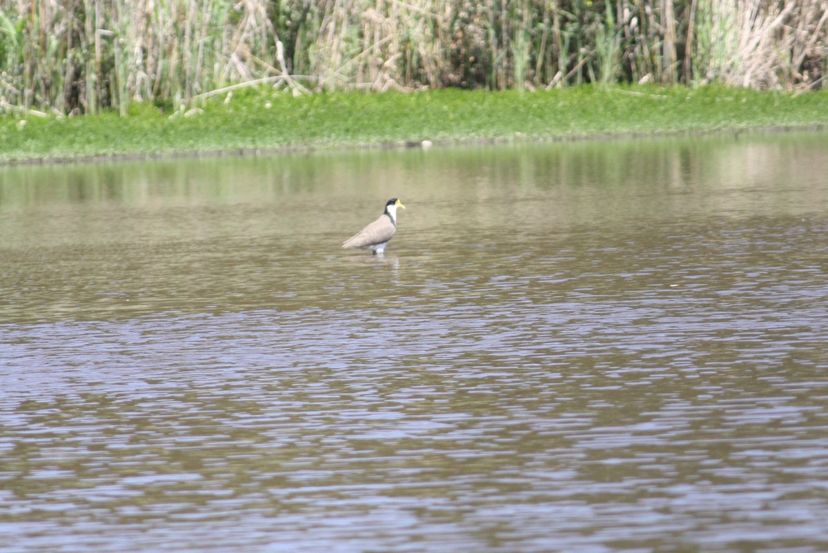 Masked Lapwing - ML609483194