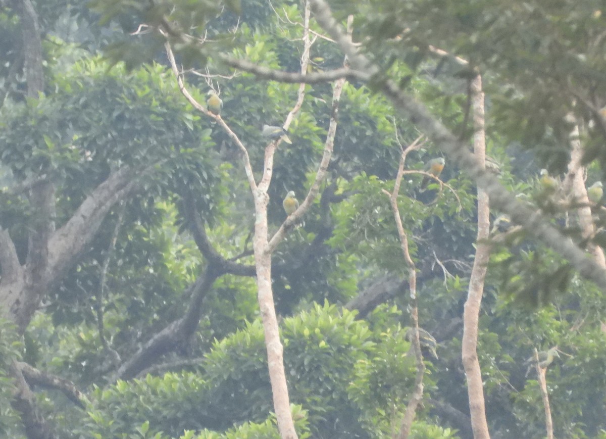 Large Green-Pigeon - Ingkayut Sa-ar