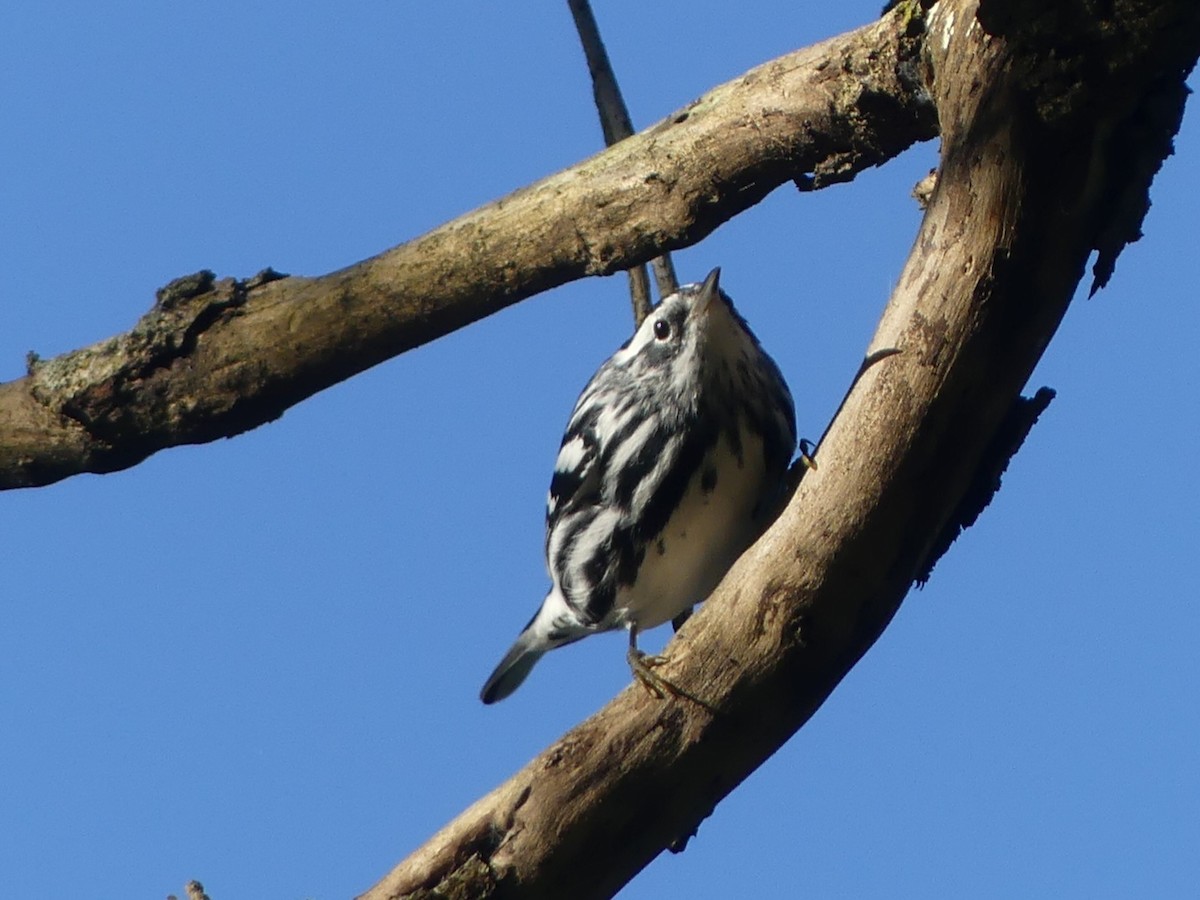 Black-and-white Warbler - Valerie Cid