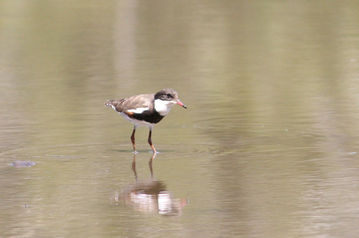 Red-kneed Dotterel - ML609483216