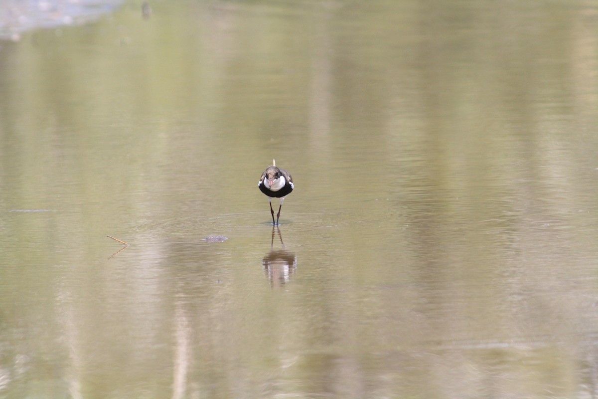 Red-kneed Dotterel - ML609483217