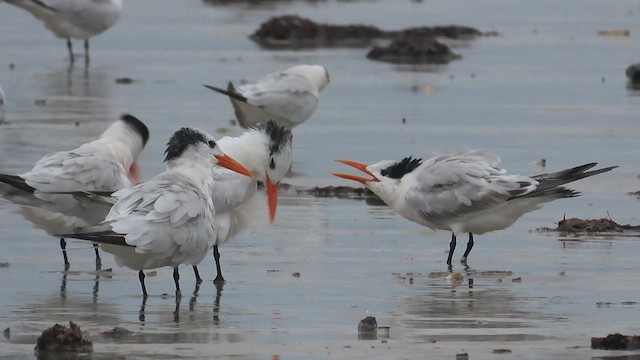 Royal Tern - ML609483354