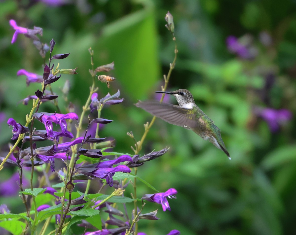 Ruby-throated Hummingbird - Maria Pacheco