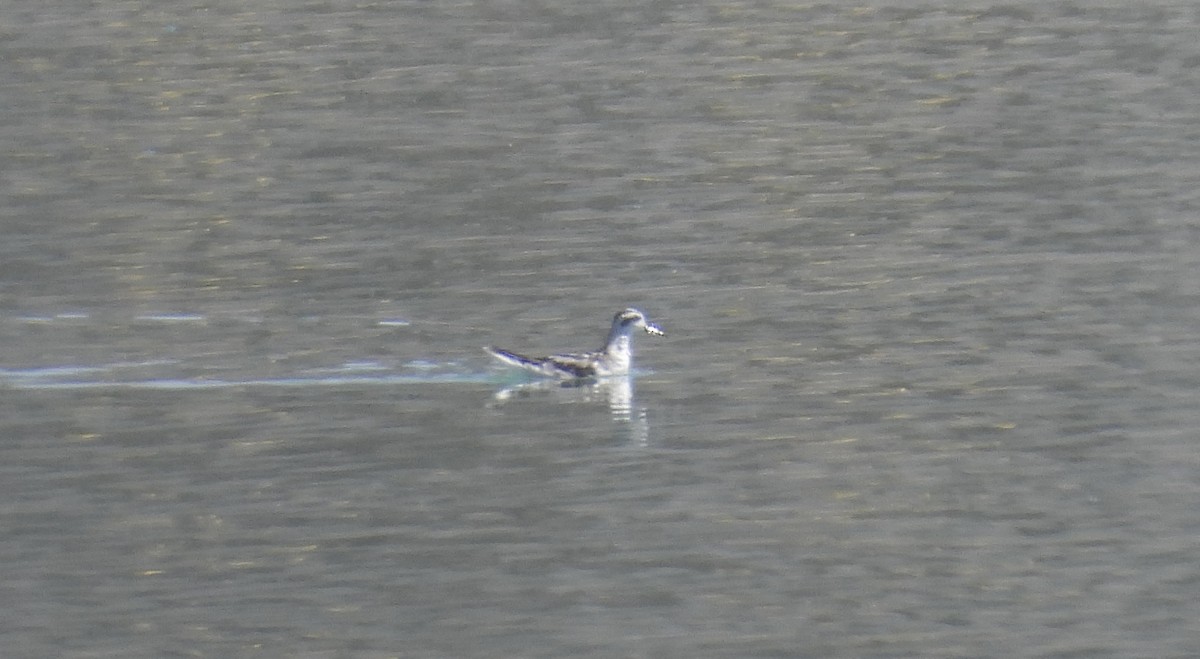 Red-necked Phalarope - ML609483559