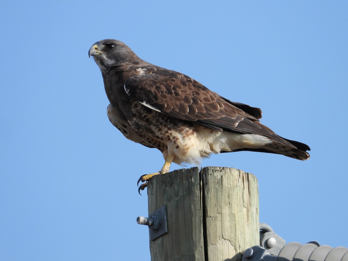 Swainson's Hawk - ML609483600