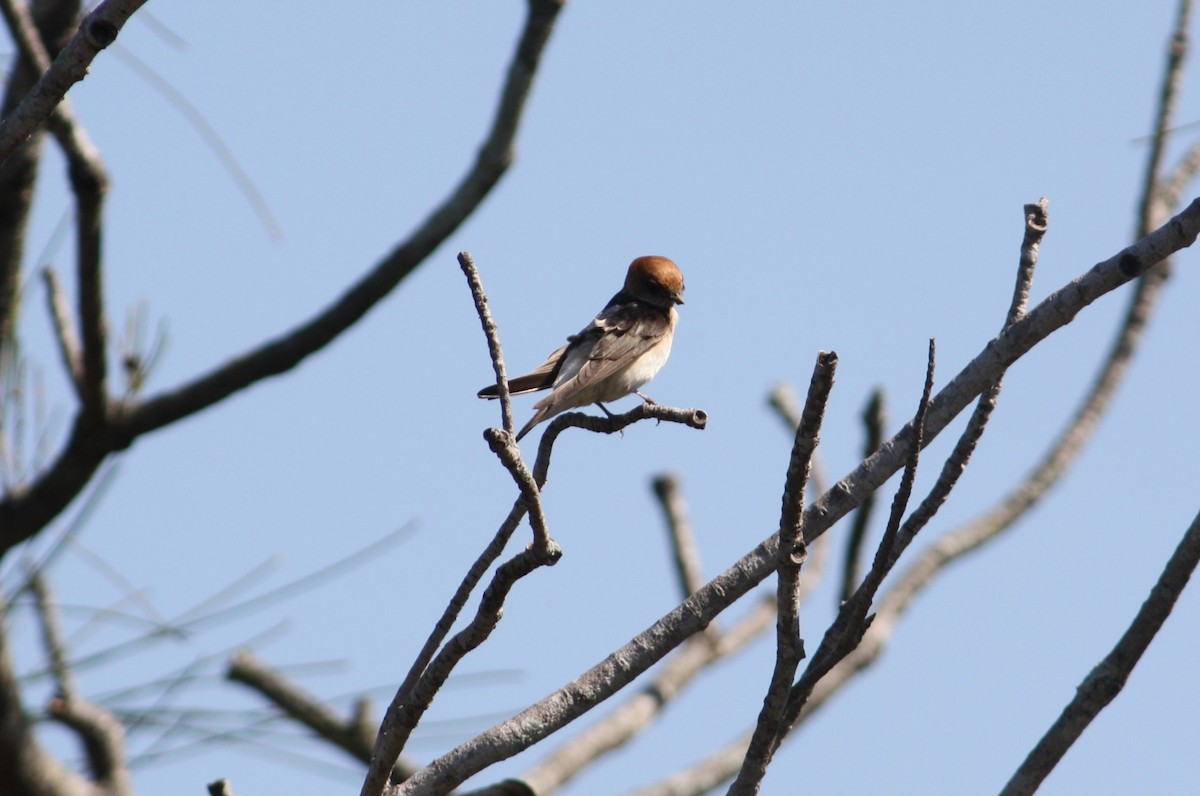 Fairy Martin - ML609483602