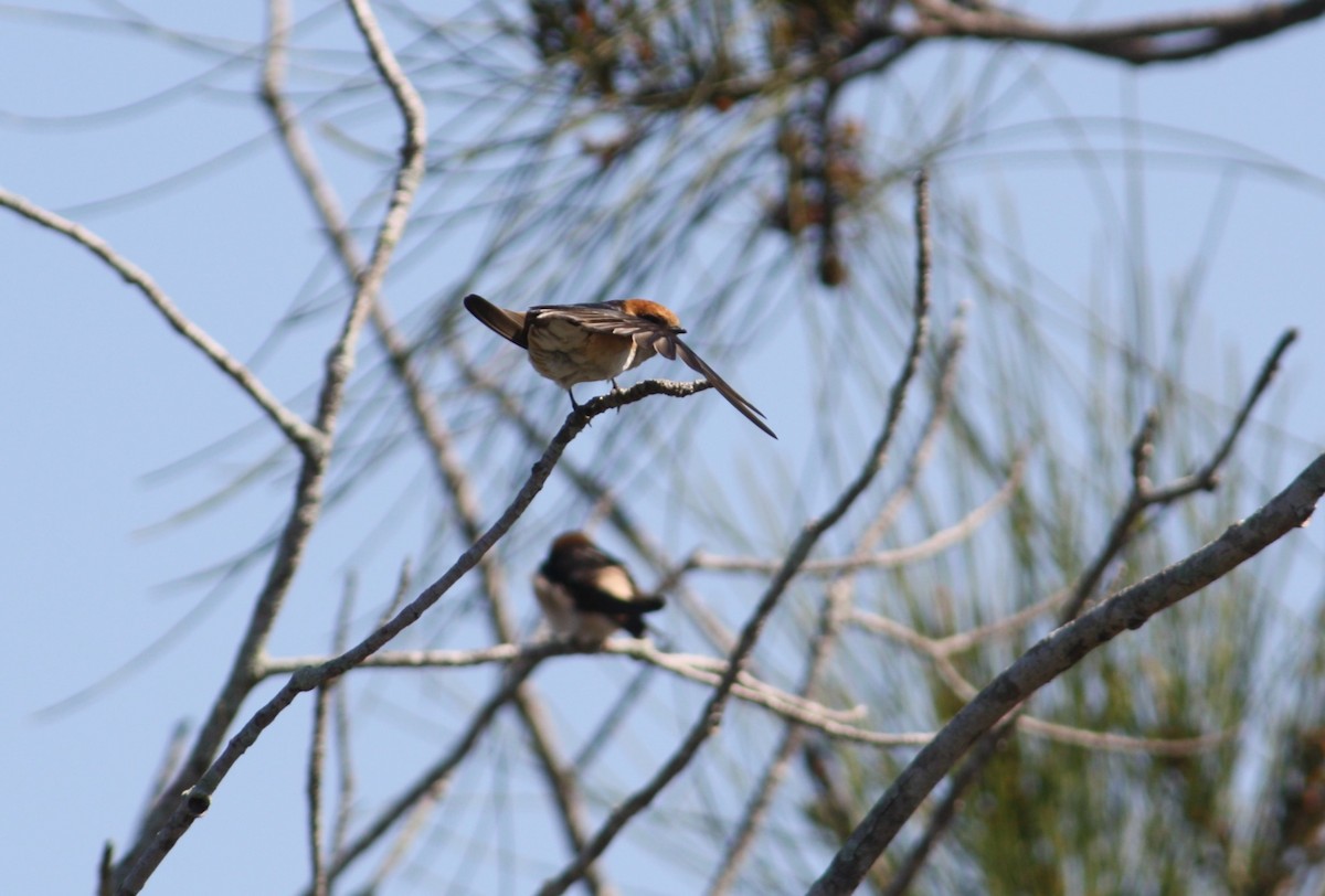 Fairy Martin - ML609483603