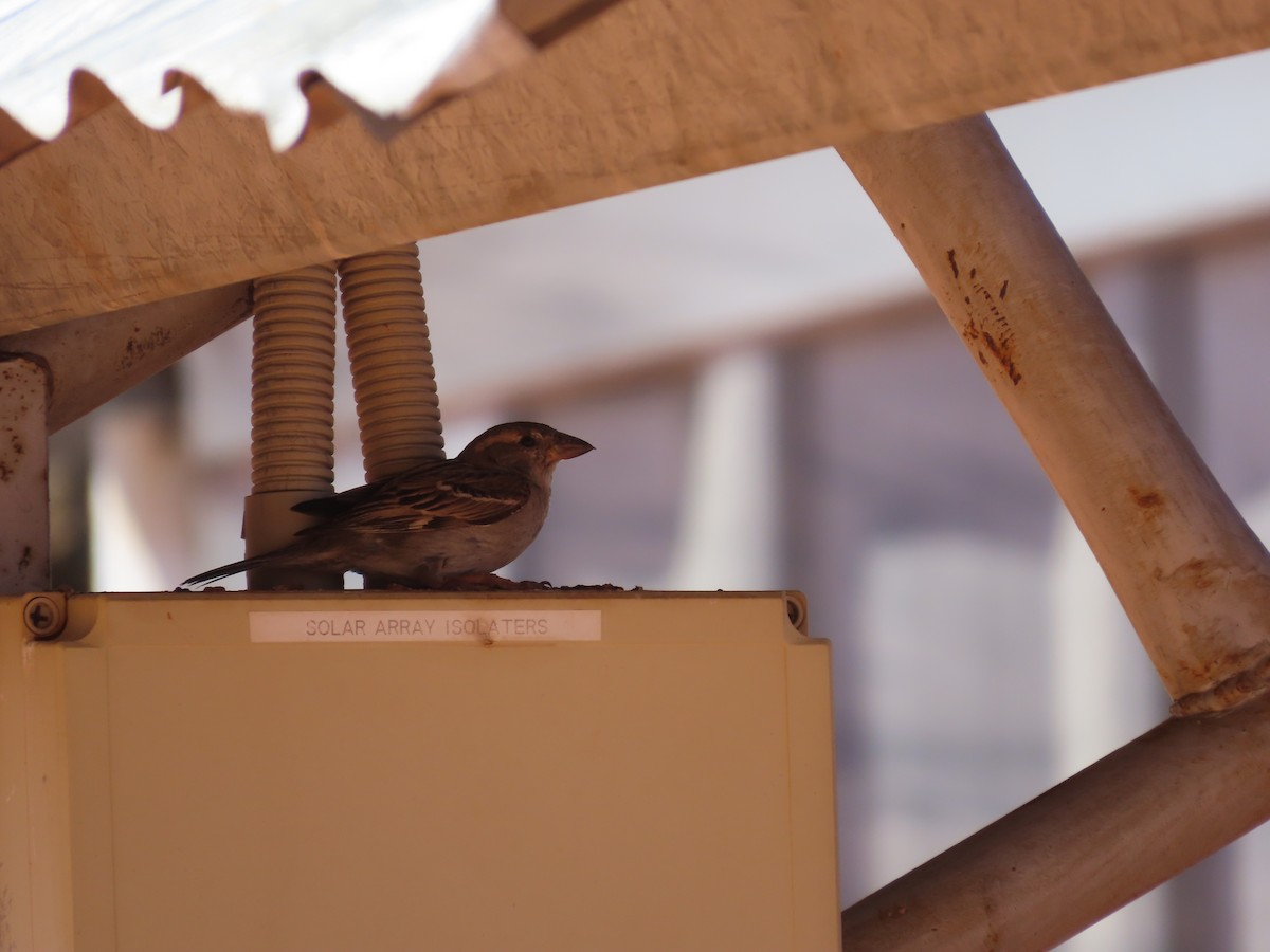 House Sparrow - ML609483687