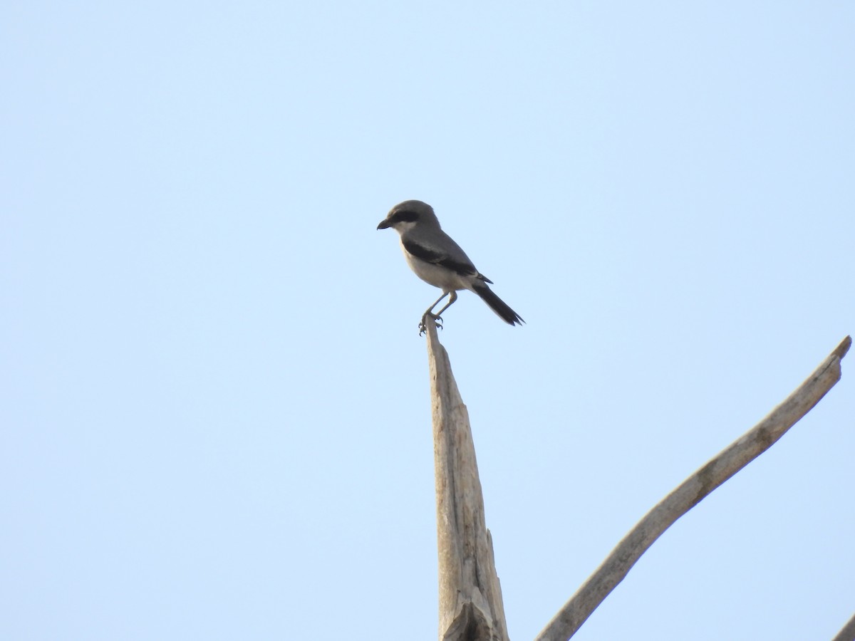 Loggerhead Shrike - ML609483724