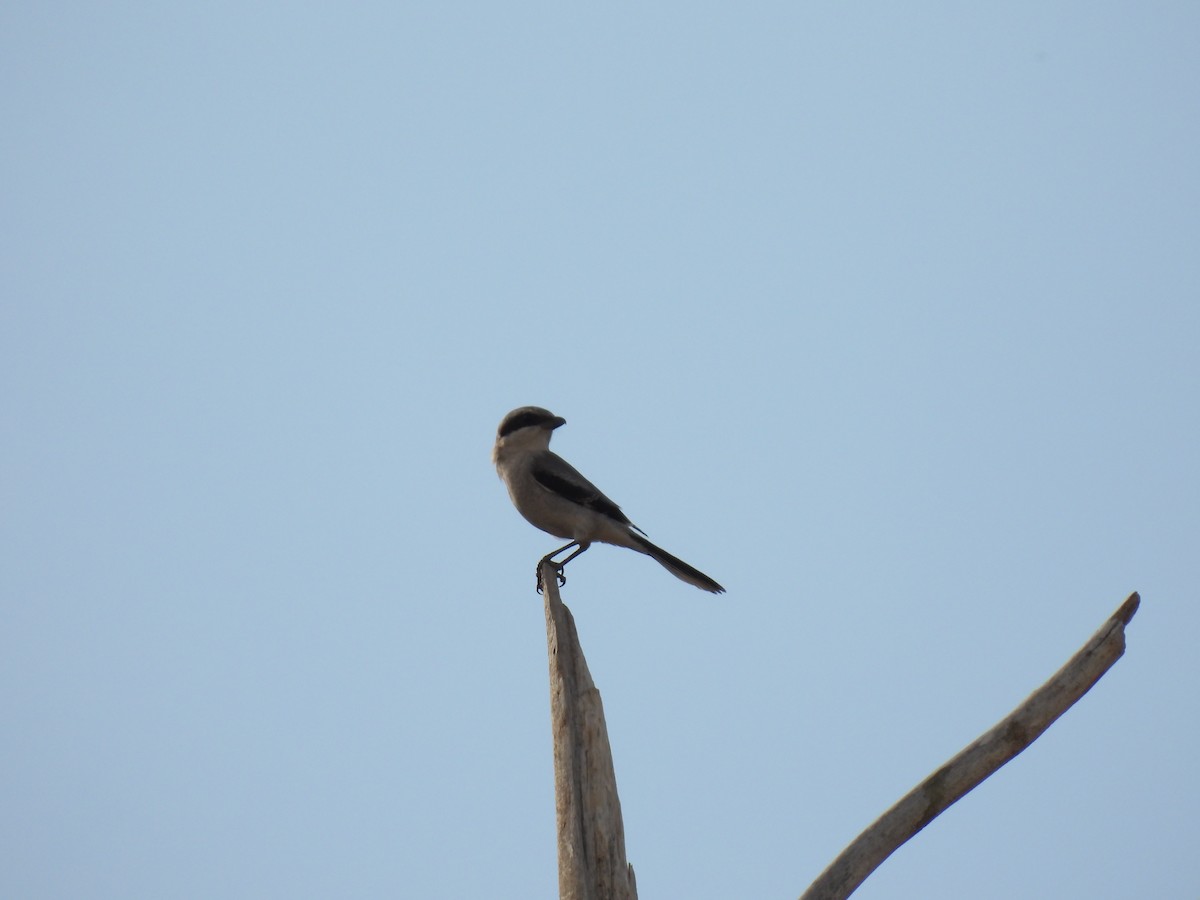 Loggerhead Shrike - ML609483727