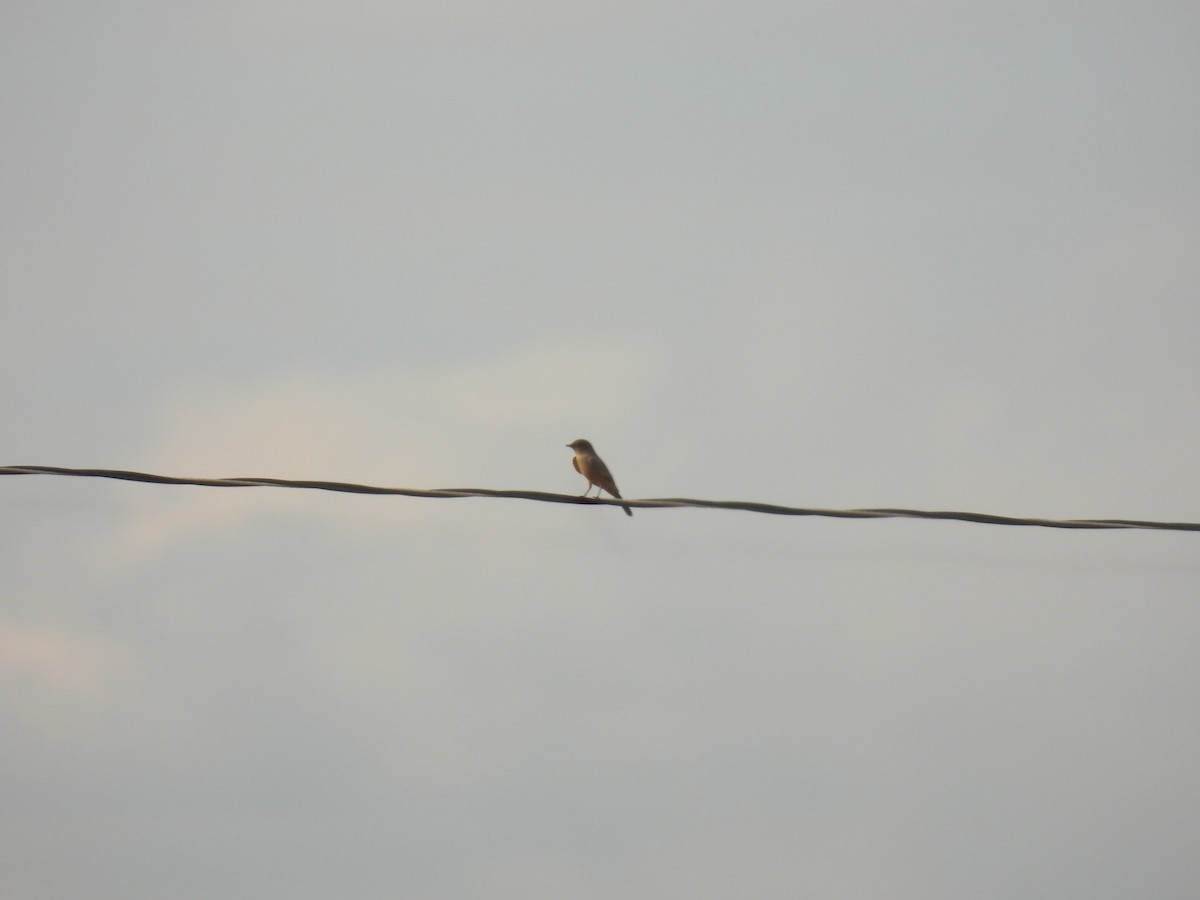 Say's Phoebe - John McKay