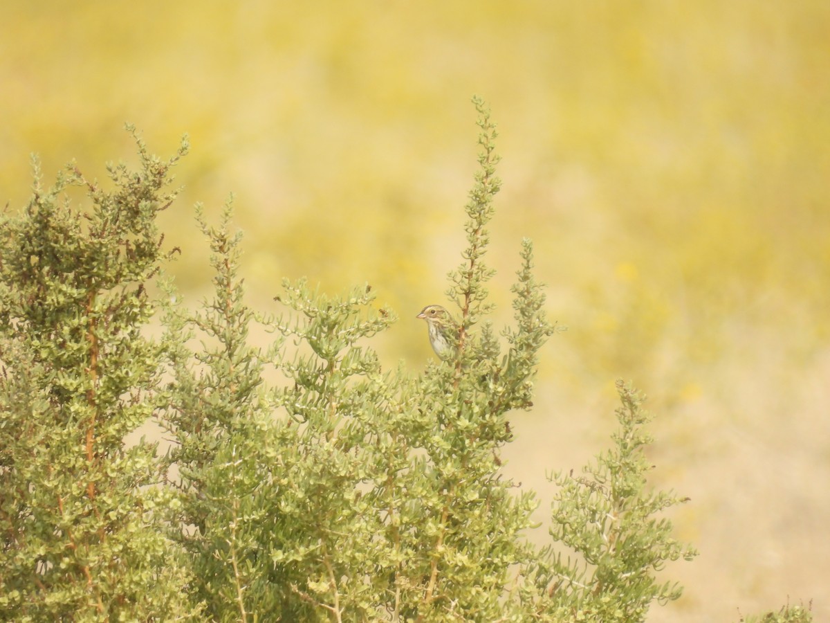Savannah Sparrow - ML609483734