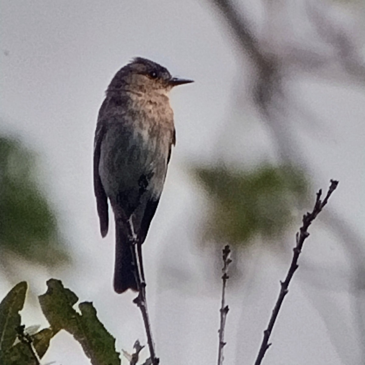 Western Wood-Pewee - ML609483753