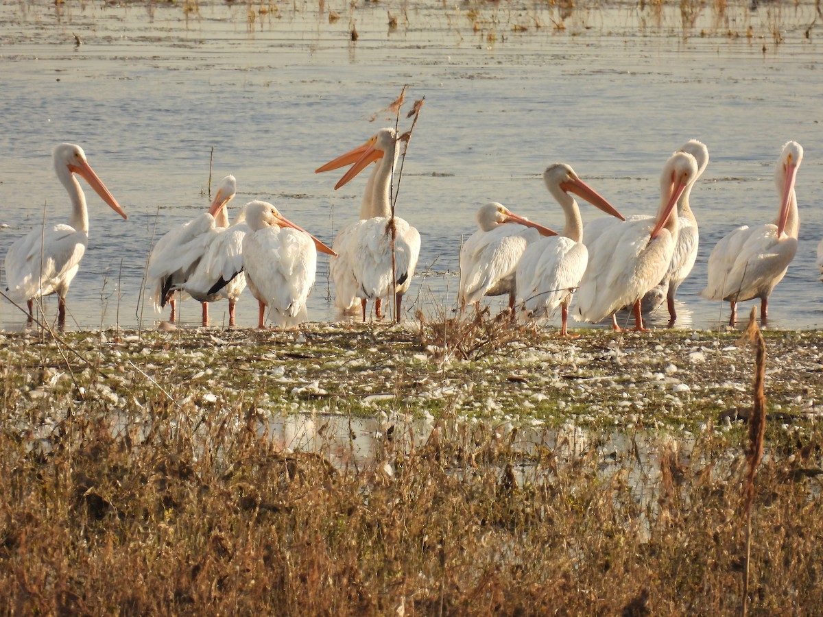 American White Pelican - ML609483780