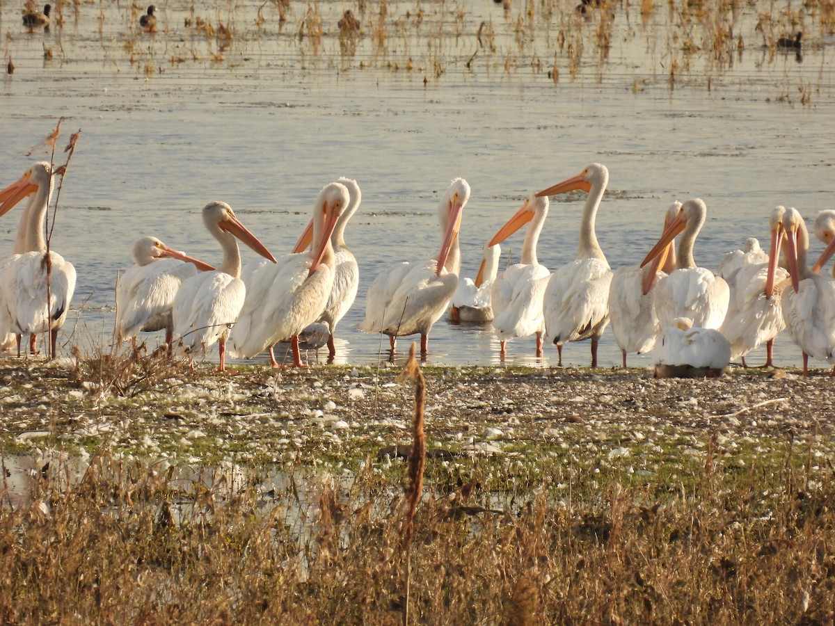 pelikán severoamerický - ML609483781