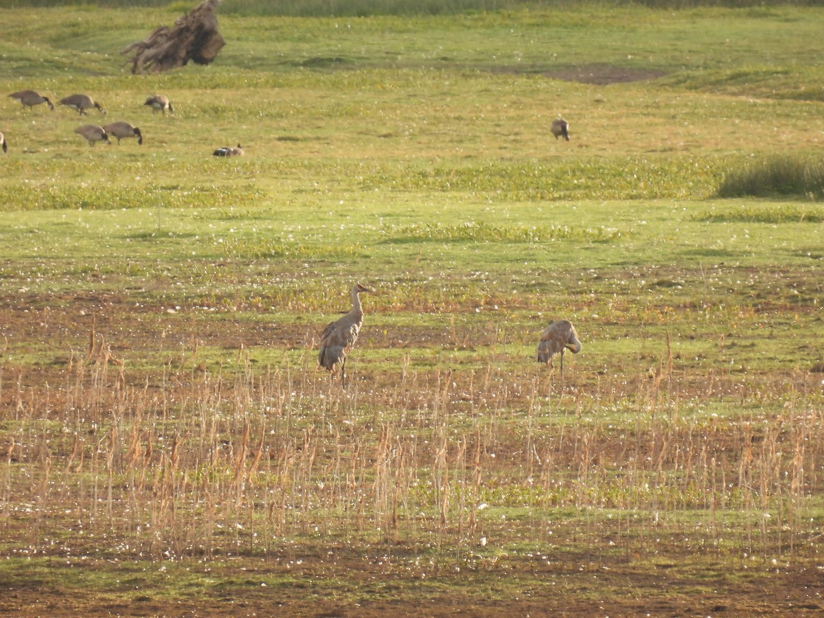 Grulla Canadiense - ML609483793