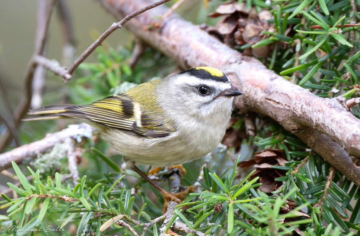Golden-crowned Kinglet - ML609483807