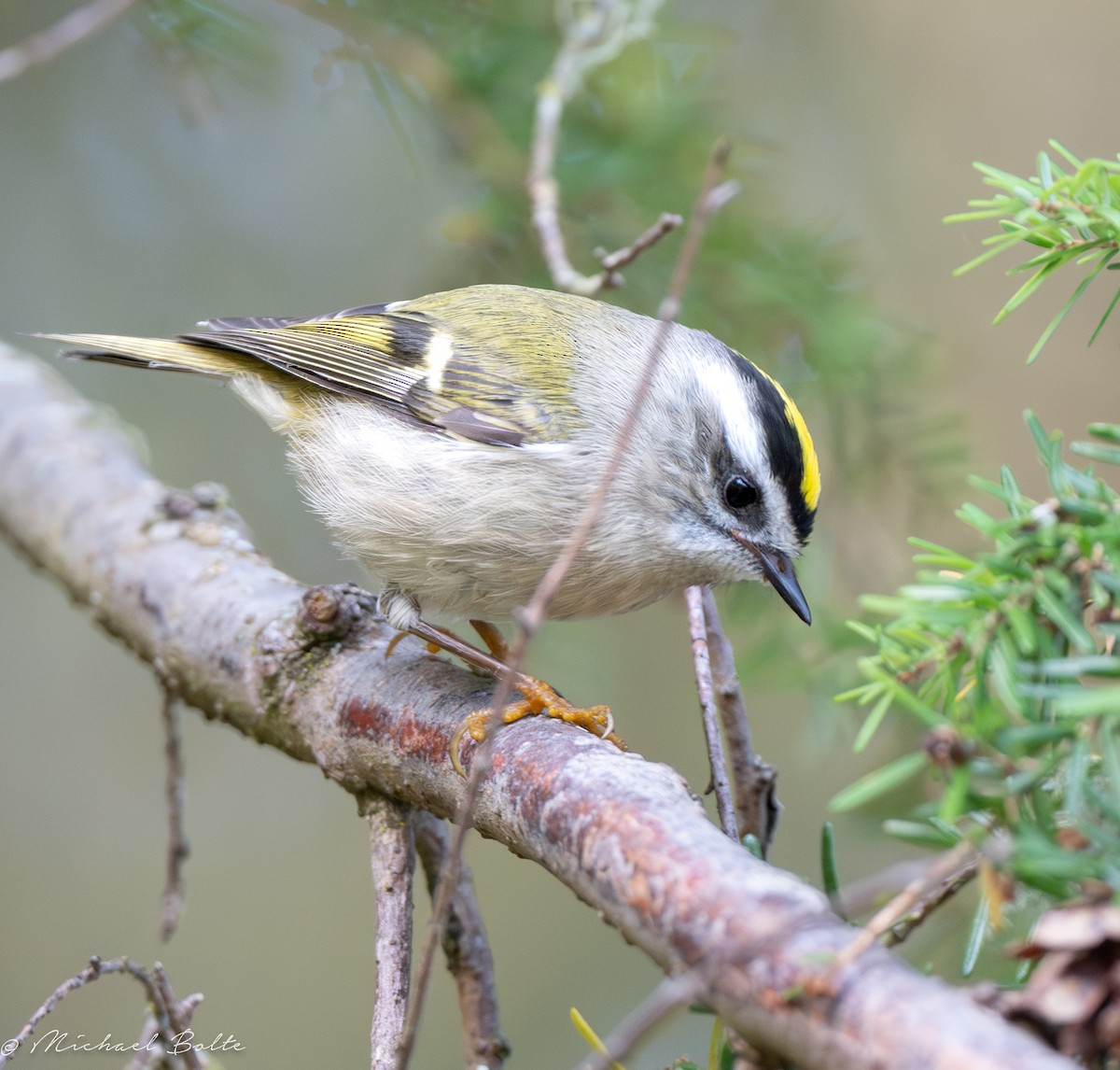 Golden-crowned Kinglet - ML609483844
