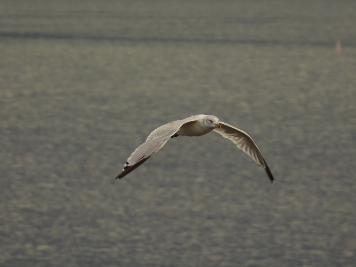 Ring-billed Gull - ML609483845