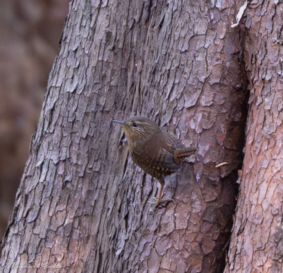 Pacific Wren - ML609483850
