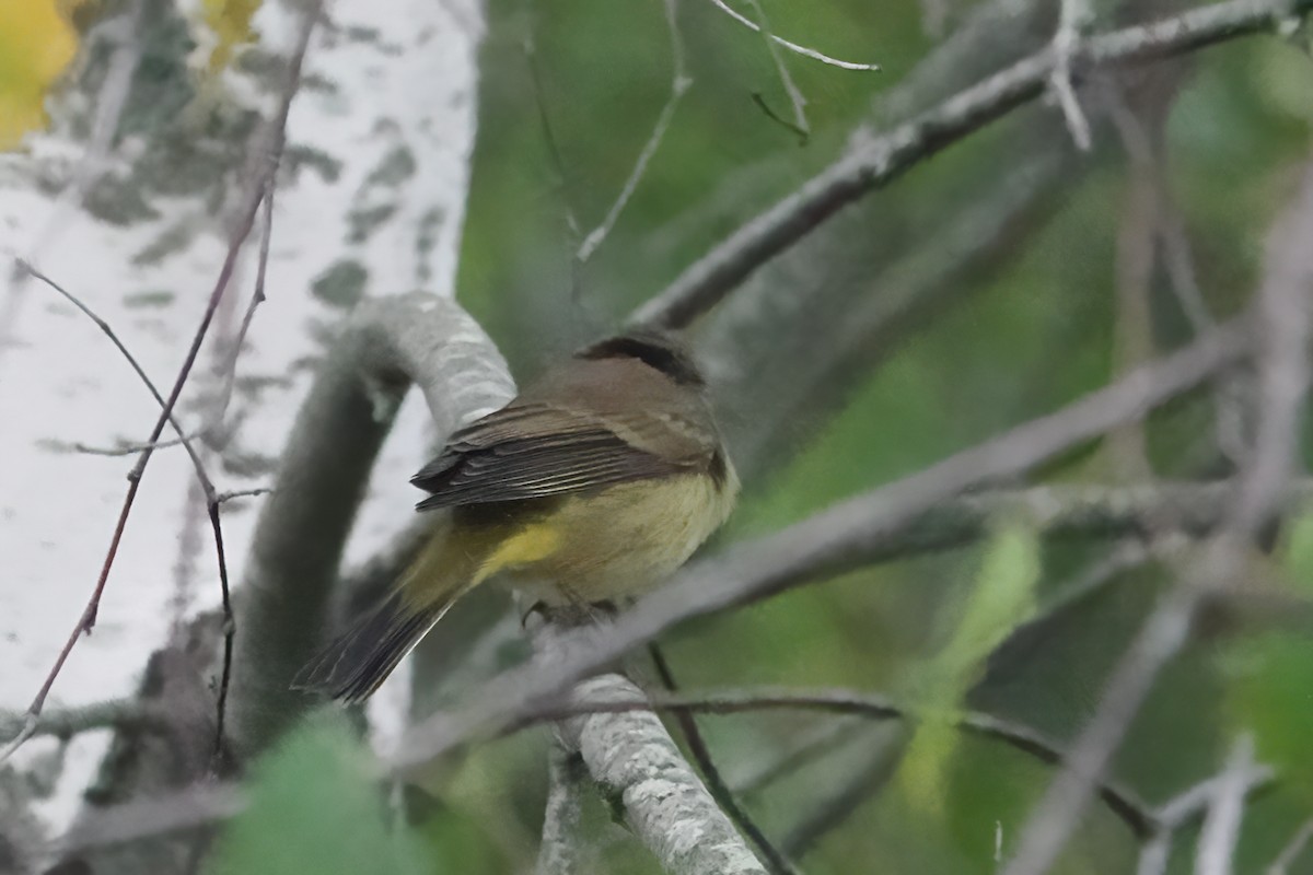 Palm Warbler - ML609483851