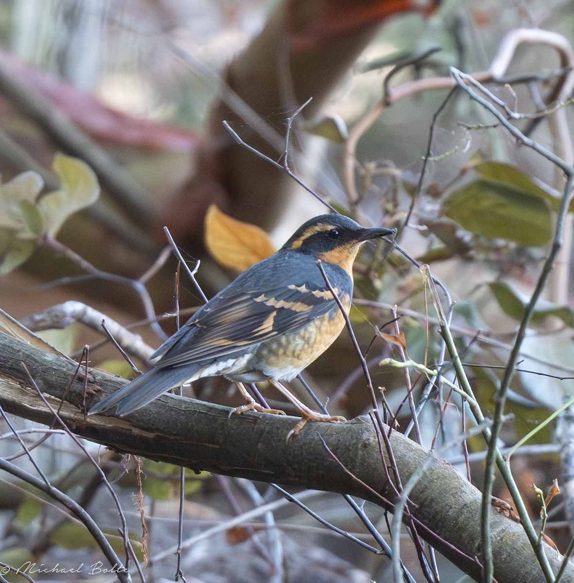 Varied Thrush - ML609483868