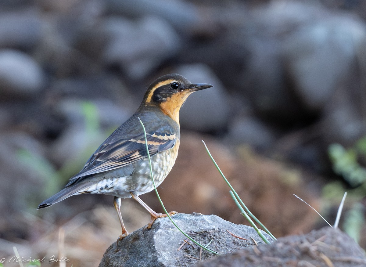 Varied Thrush - ML609483869