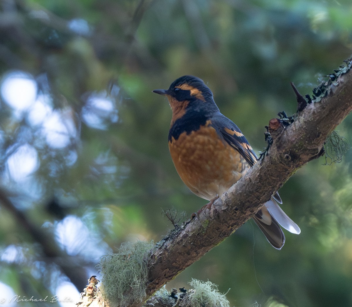 Varied Thrush - ML609483871