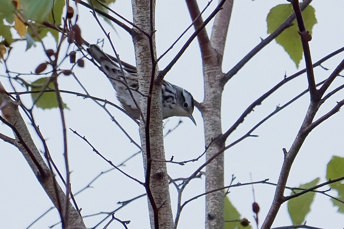 Black-and-white Warbler - Russ Smiley