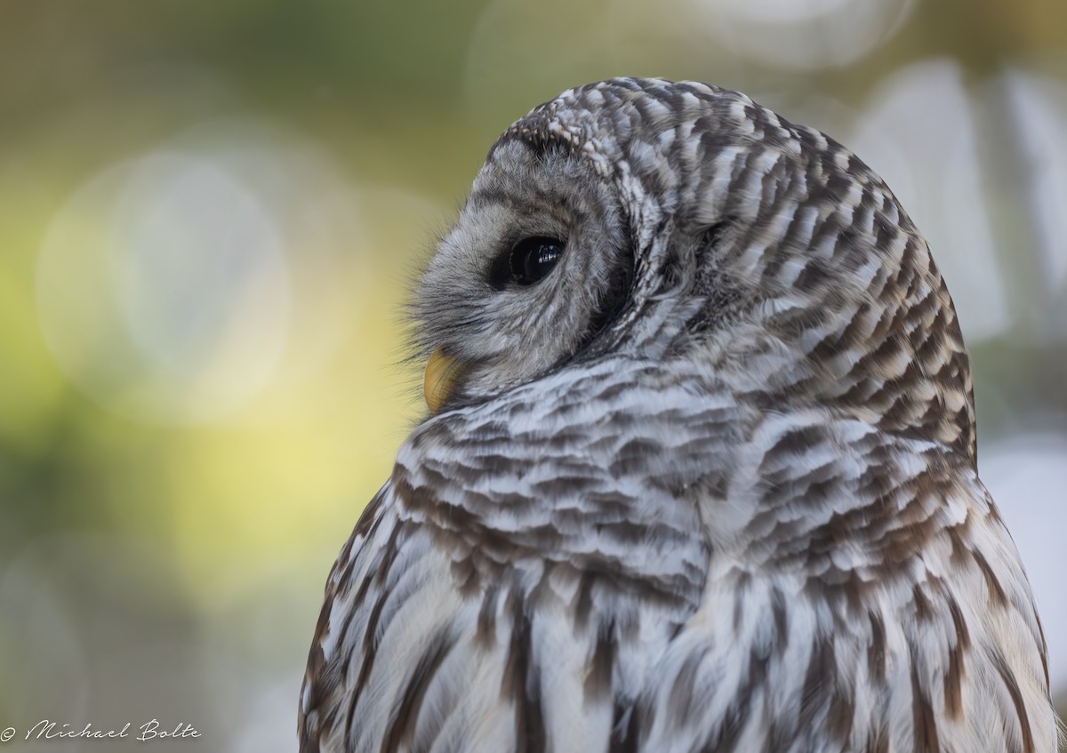 Barred Owl - ML609483889