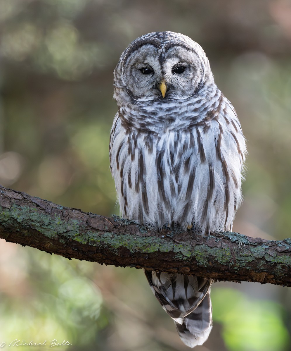 Barred Owl - ML609483890