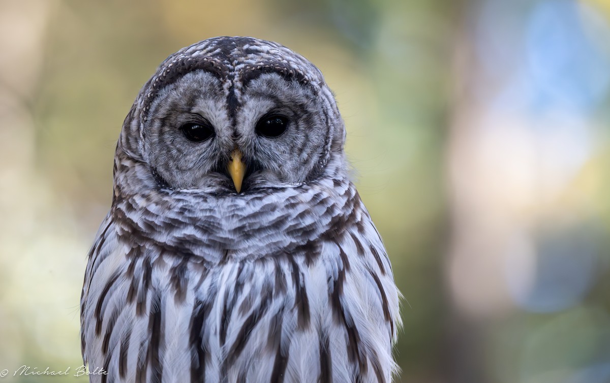 Barred Owl - ML609483891