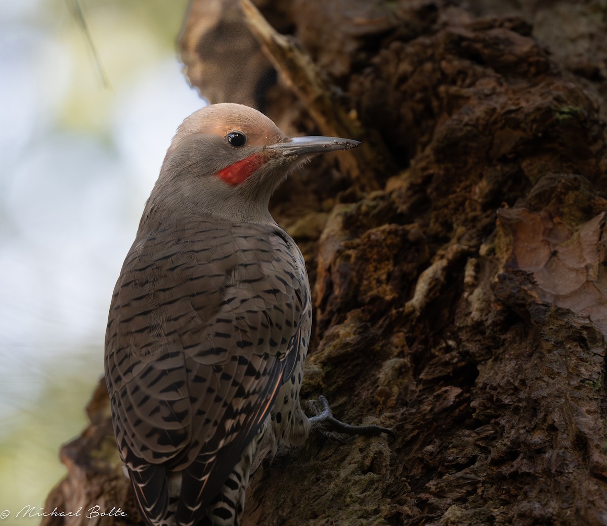 Northern Flicker - ML609483898