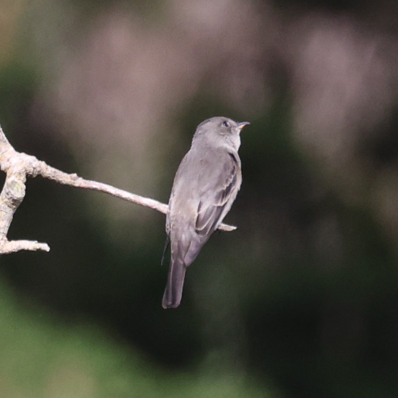 Western Wood-Pewee - ML609483902