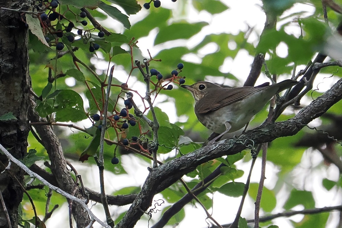 Swainson's Thrush - ML609483928