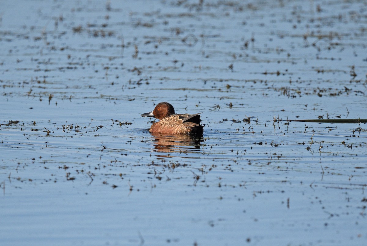 Cinnamon Teal - ML609484041