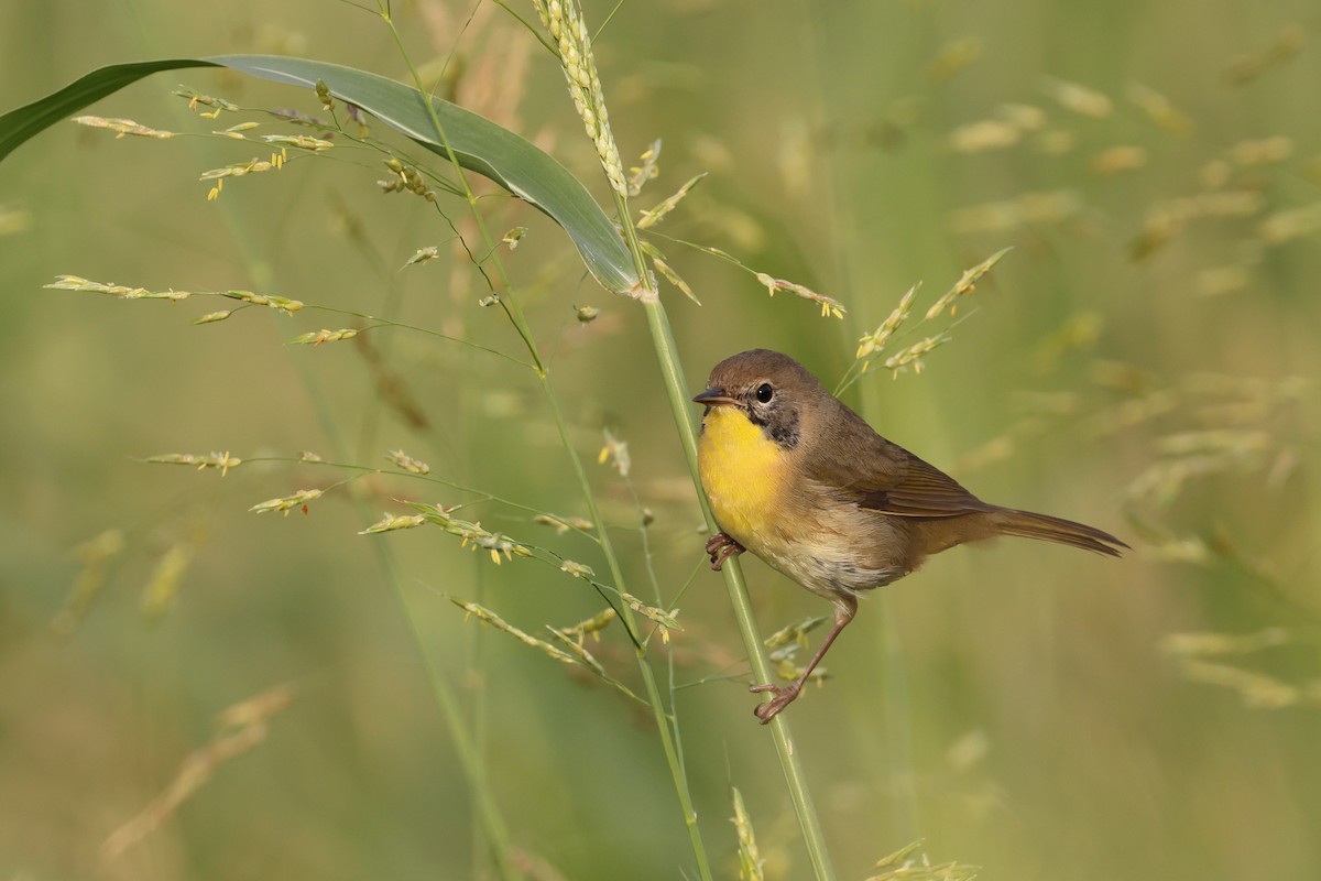 Common Yellowthroat - Fernanda Araujo