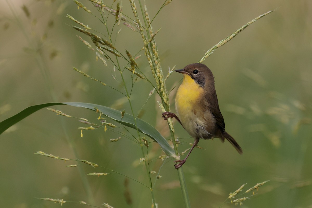 Common Yellowthroat - Fernanda Araujo